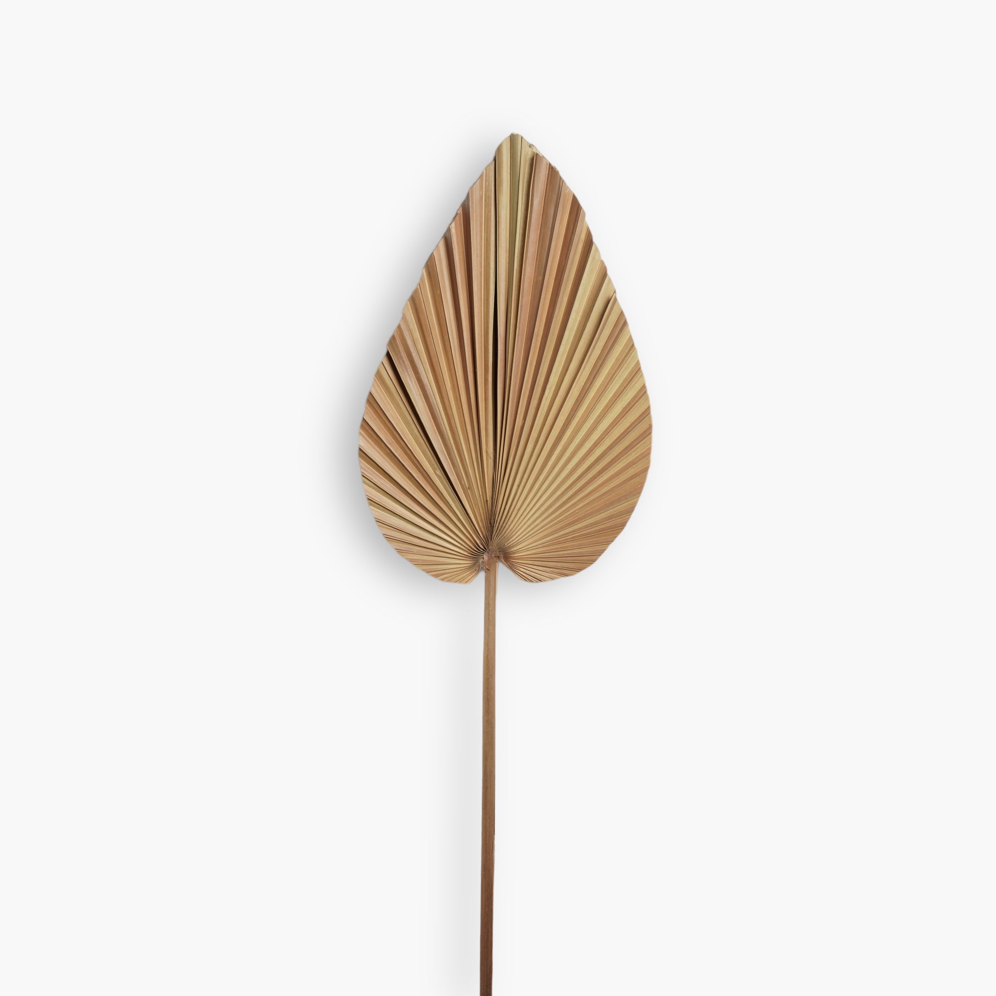 Dried Palm Leaf